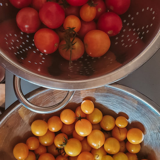 Growing tomatoes on the prairies growing tomatoes in Canada how to grow tomatoes saksatchewan