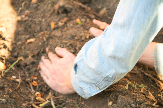 What are Heirloom Seeds and Why They Matter